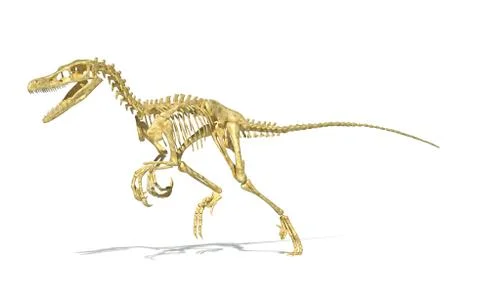 3D rendering of a Velociraptor dinosaur skeleton. Stock Illustration