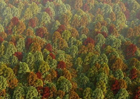 3d rendering of view of smoky hill in autumn. Forest landscape イラスト素材