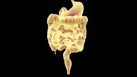 A 3d rendering of visceral fat, adipose tissue on internal organs. Stock-Illustration