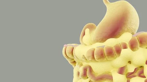A 3d rendering of visceral fat, adipose tissue on internal organs. Stock-Illustration
