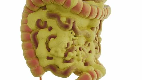 A 3d rendering of visceral fat, adipose tissue on internal organs. Stock-Illustration