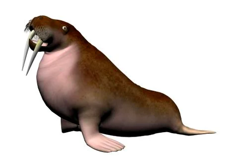 3D Rendering Walrus on White Illustrazione stock