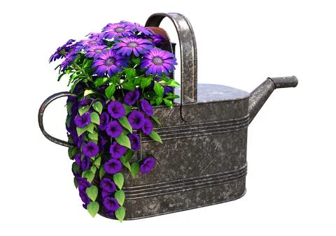 3D Rendering Watering Can with Purple Flowers on White Illustration