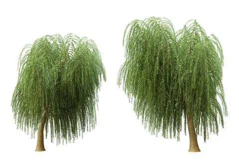 3D Rendering Weeping Willow Trees on White Stock Illustration
