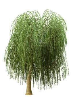 3D Rendering Weeping Willow on White Stock Illustration