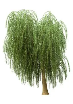 3D Rendering Weeping Willow on White Stock Illustration