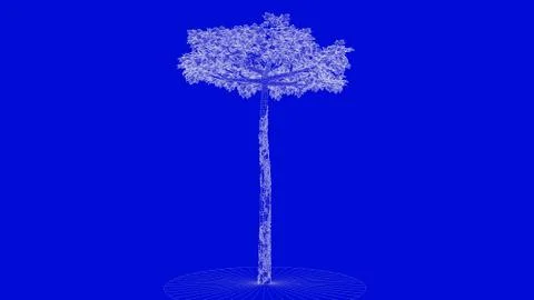 3d rendering of a white outlined tree on a blue background イラスト素材