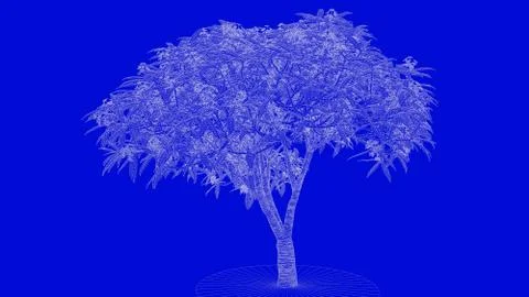 3d rendering of a white outlined tree on a blue background イラスト素材