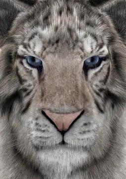 3D Rendering White Tiger Stock Illustration