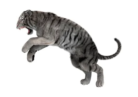 The White Tiger. 3D Illustration Stock Illustration - Illustration