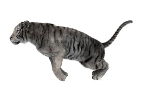 3D Rendering White Tiger on White Stock Illustration