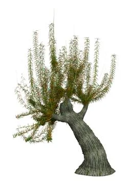 3D Rendering White Willow Tree on White Stock Illustration