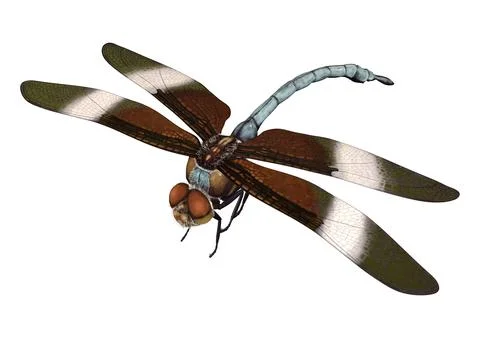 3D Rendering Widow Skimmer Dragonfly on White Stock Illustration