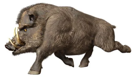 3D Rendering Wild Boar on White Illustration