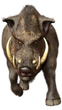 3D Rendering Wild Boar on White Illustration