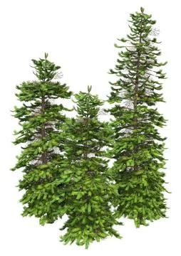 3D Rendering Wollemi Pine Trees on White Stock Illustration