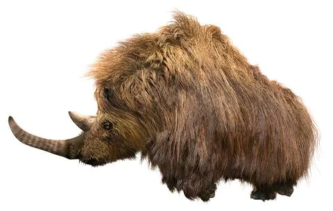 3D Rendering Wolly Rhino on White Stock Illustration