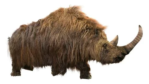 3D Rendering Wolly Rhino on White Stock Illustration