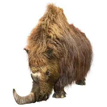 3D Rendering Wolly Rhino on White Stock Illustration