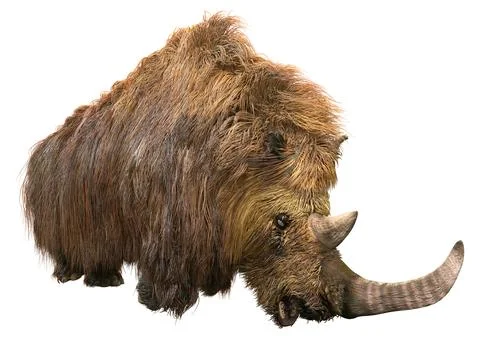 3D Rendering Wolly Rhino on White Stock Illustration