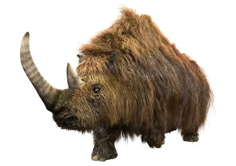 3D Rendering Wolly Rhino on White Stock Illustration