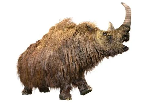 3D Rendering Wolly Rhino on White Stockillustratie