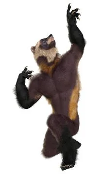 3D Rendering Wolverine Man on White Stock Illustration