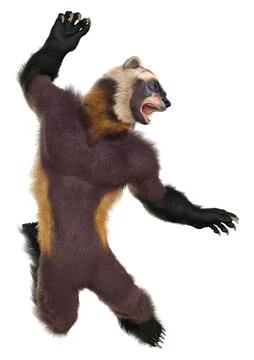 3D Rendering Wolverine Man on White Stock Illustration