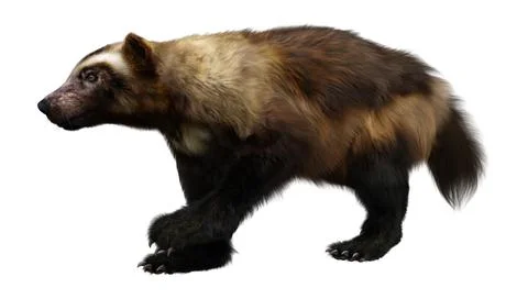 3D Rendering Wolverine on White Stock Illustration
