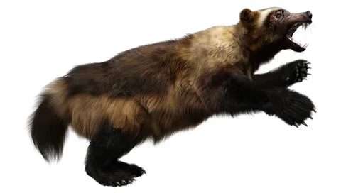 3D Rendering Wolverine on White Stock Illustration