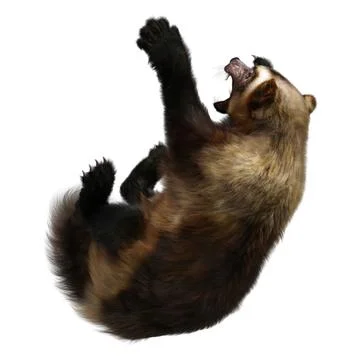3D Rendering Wolverine on White Stock Illustration