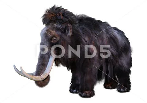 3D Rendering Woolly Mammoth on White Illustration #220489488