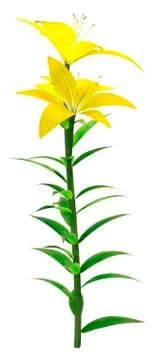 3D Rendering Yellow County Asiatic Lily on White Stock Illustration