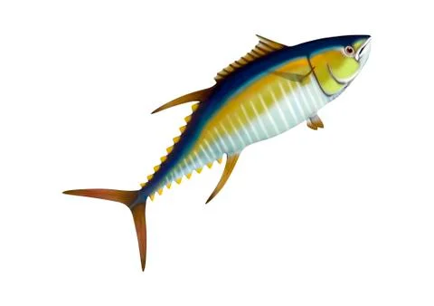 3D Rendering Yellowfin Tuna on White Stock Illustration