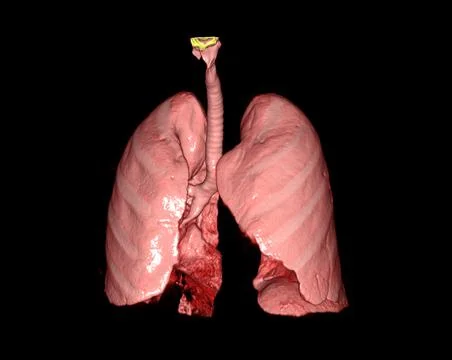 3d renderings of human lung showing respiratory system. Stock Illustration