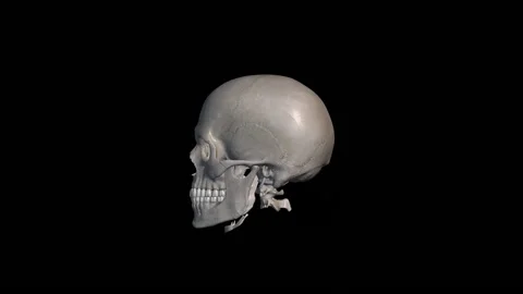 3D representation of all its sides of a skull Video stock 237115842