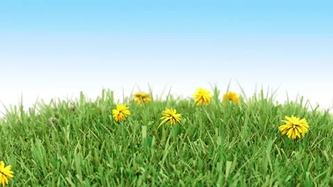 3D Rotating Grassy Orb with Dandelions Spring Easter Seamless Loop Stock Footage 328640371