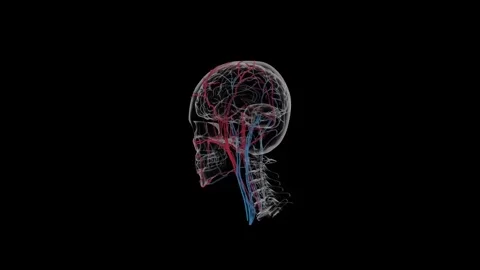3D Rotating Head Anatomy with Veins and Arteries Stock Footage 341776982