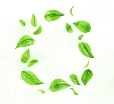 3d round green leaf frame isolated on white background render icon. Realistic Illustrazione stock