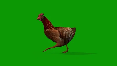 3D Running Chicken on Green Screen-Realistic Hen Animation Left Side Stock Footage 313816320