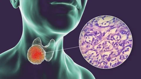 A 3D scientific illustration showcasing a human body with transparent skin,.. Stock Illustration