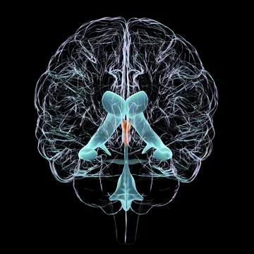 A 3D scientific illustration showcasing the third brain ventricle Stock Illustration