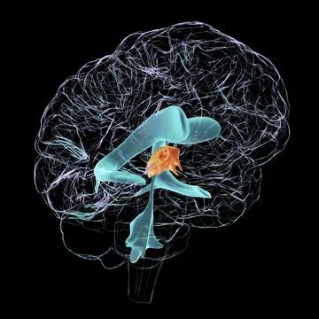 A 3D scientific illustration showcasing the third brain ventricle Stock Illustration