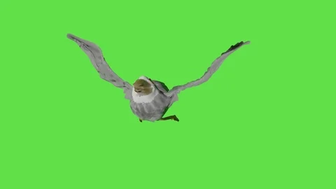 3d seagull flight Stock Footage 95235007
