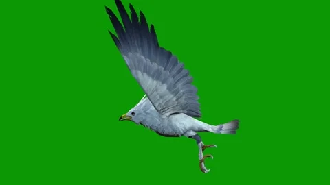 3D Seagull Flying Left on Green Screen-Realistic Animation Clip Stock Footage 311992238