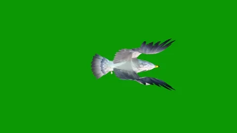 3D Seagull Flying From Sky View on Green Screen-Realistic Animation Clip Video stock 311992223
