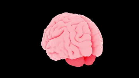 3D seamless Human Brain animation Stock Footage 256032769