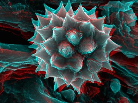 3D SEM image of chamomile pollen, 8 degree tilt Stock Illustration