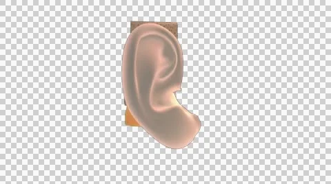 3D. Sense of balance, inner ear. Ampullary cupula. 4K. Ultra HD. Alpha Channel. Stock Footage 53018869