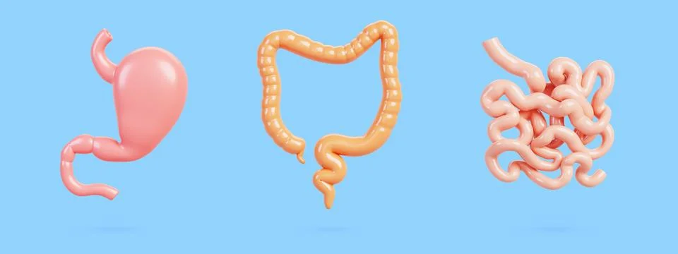 3d set of human internal organs of digestive system. Realistic stomach, colon Illustrazione stock